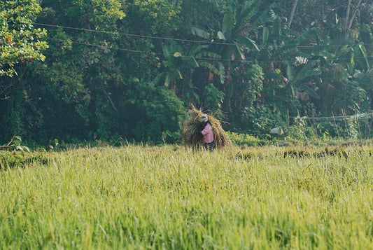 North or South, East or West, India celebrates the festivals of Harvest!