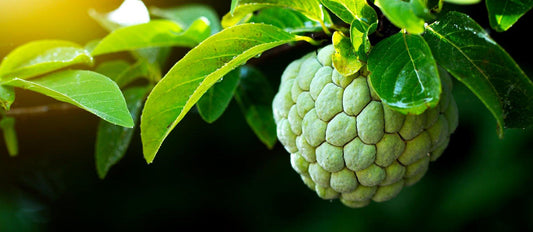 Cherish the Cherimoya!