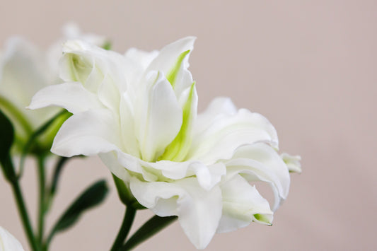 THE FLOWER OF GODS